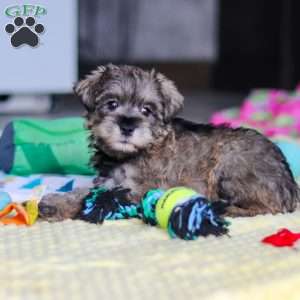 Josie, Miniature Schnauzer Puppy